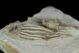 Two Crinoid (Macrocrinus) Fossils - Crawfordsville, Indiana #122979-2